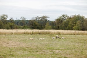 Agroforestry Restoration Project - Sheep