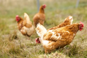 Agroforestry Restoration Project - Chickens