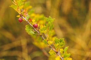 Agroforestry Restoration Project image 16