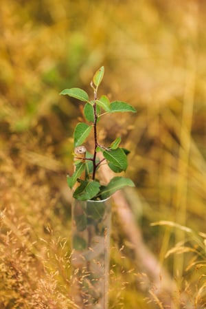 Agroforestry Restoration Project image 5
