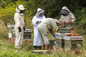 Agroforestry Restoration Project - Beehives