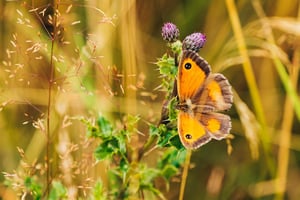 Agroforestry Restoration Project