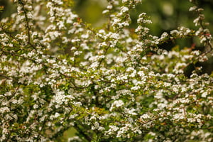 Agroforestry Restoration Project image 17