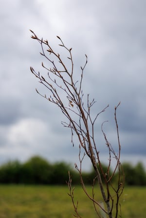 Agroforestry Restoration Project image 15