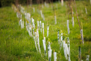 Agroforestry Regeneration Project
