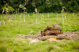 Agroforestry Restoration Project image 2