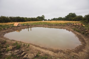 Agroforestry Restoration Project image 20