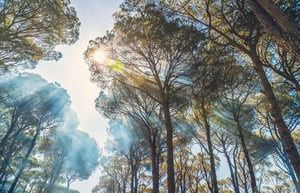 Carbon Management Plans