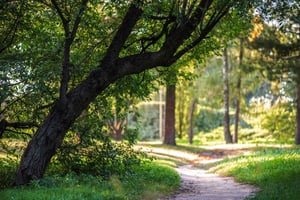 Nature Positive Pathways Cover
