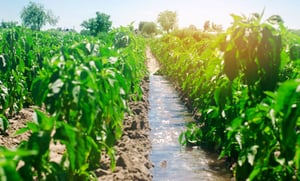 Water In Agriculture